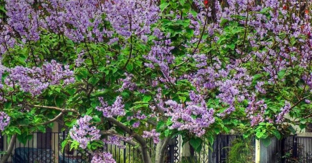 Bloomerang Lilac Tree Care  