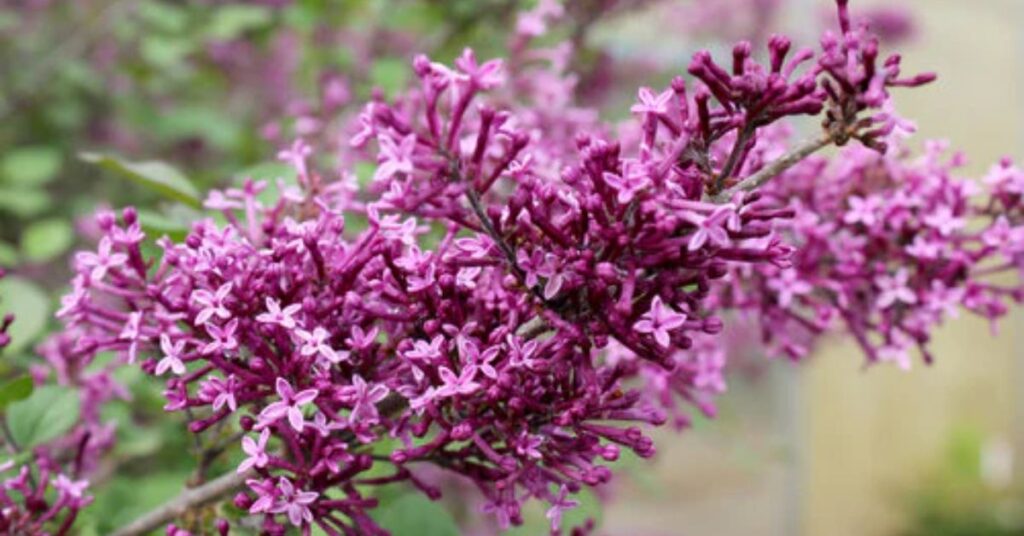 Bloomerang Lilac Tree Humidity