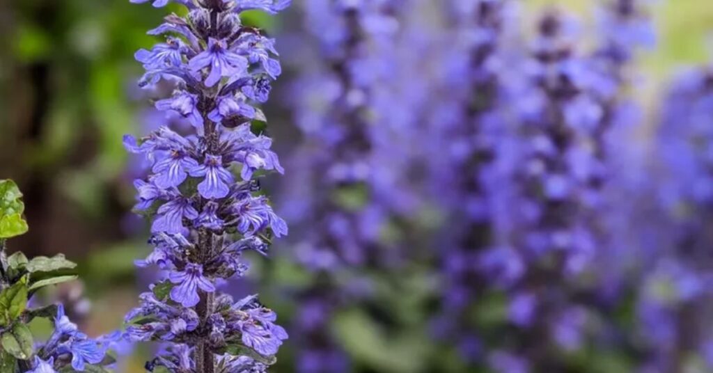 Bugleweed perennials