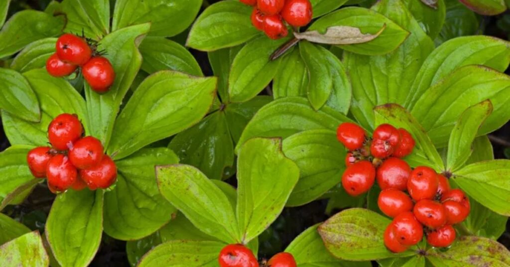 Bunchberry  trees and shrubs