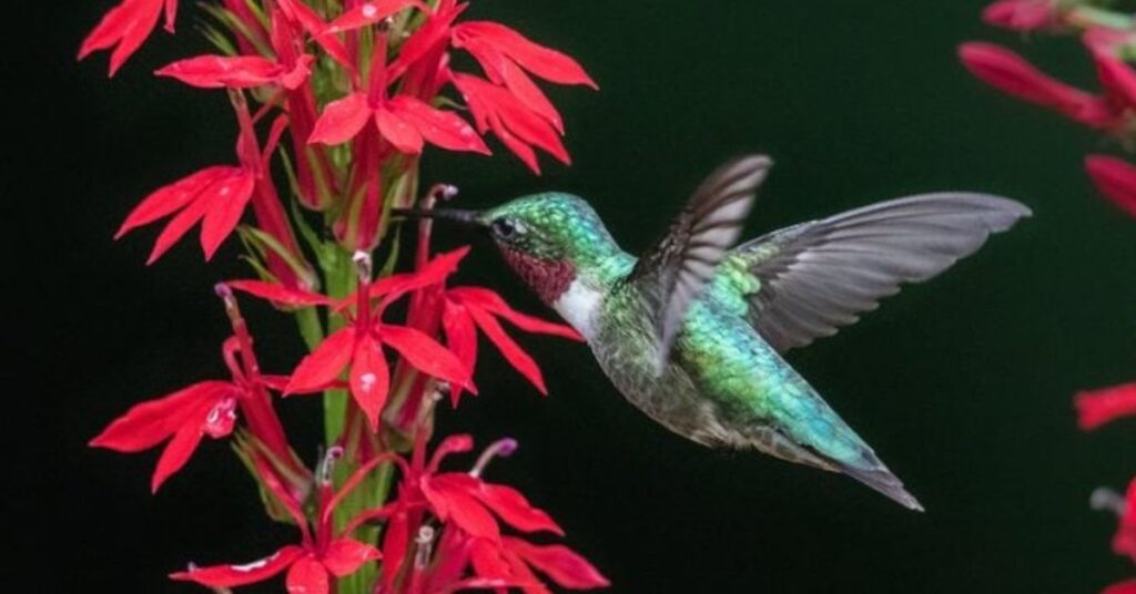 Cardinal Flower Hummingbird Flowers to Grow