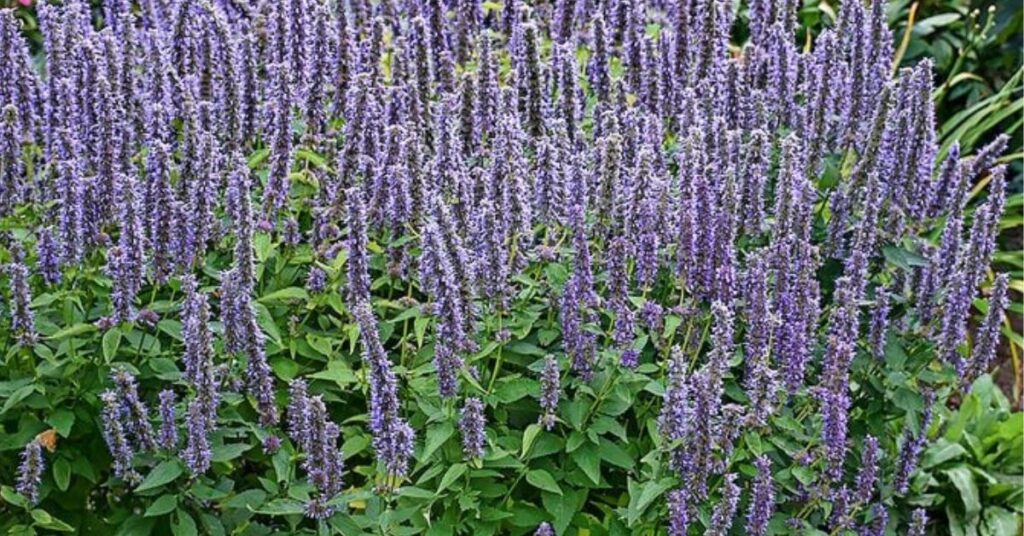 Catmint Drought Tolerant Plants