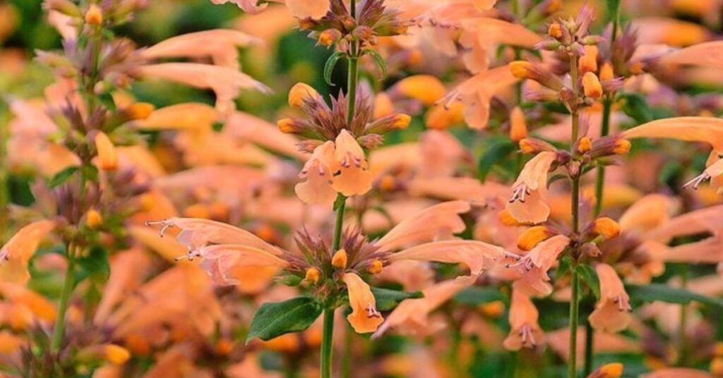 Catmint Hummingbird Flowers to Grow