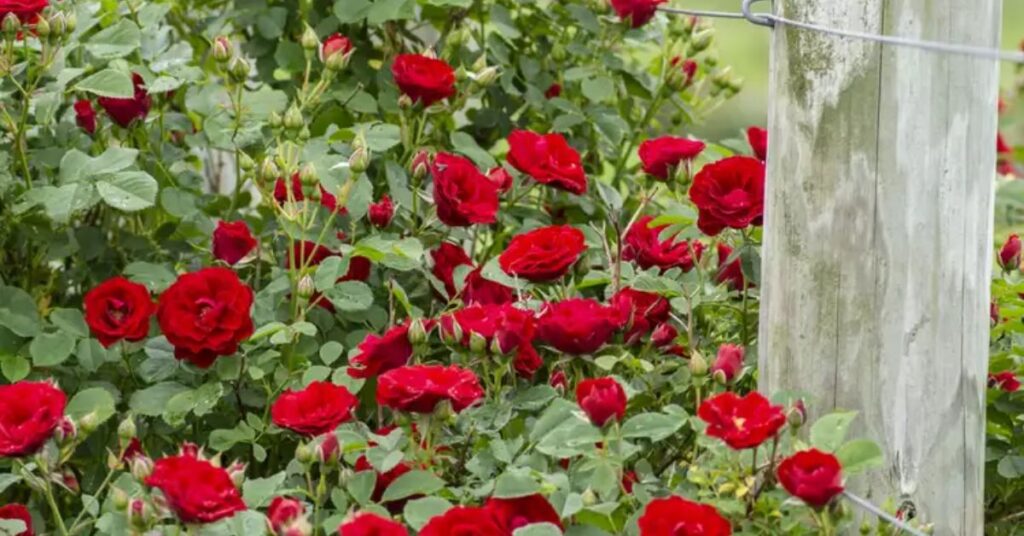 Cherry Frost Growing Climbing Roses for a Lush