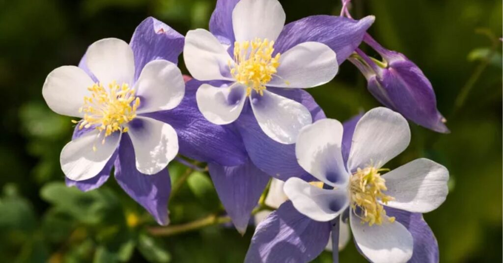 Columbine  Perennials