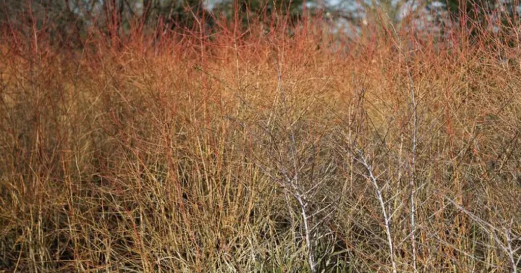 Common Dogwood trees and shrubs