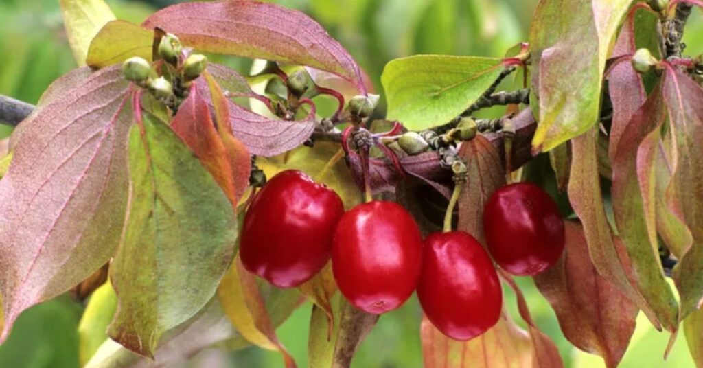 Cornelian Cherry trees and shrubs