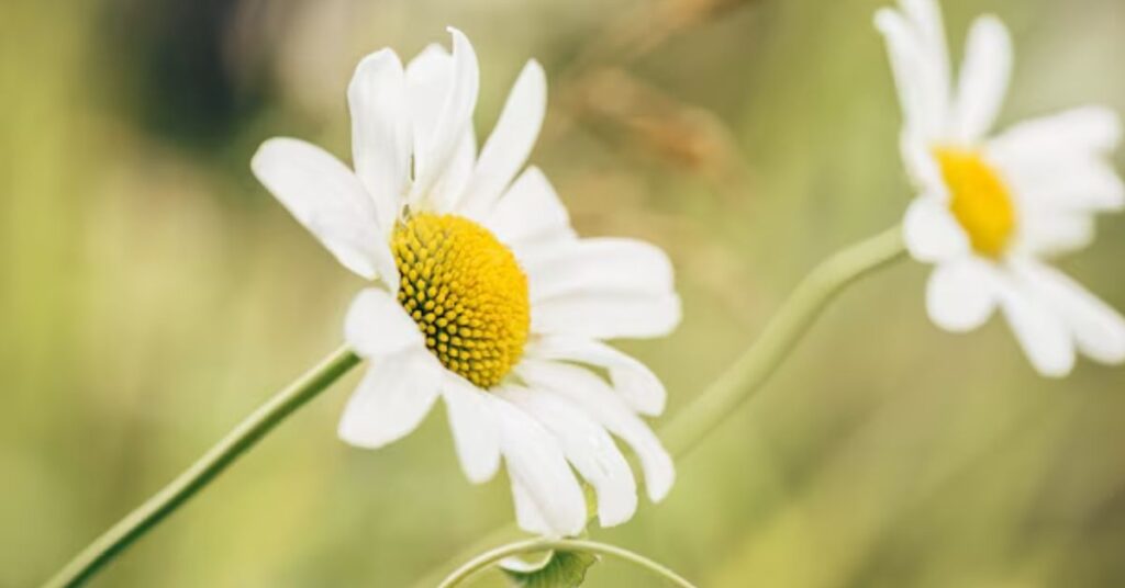 Daisies Symbolize in Religion