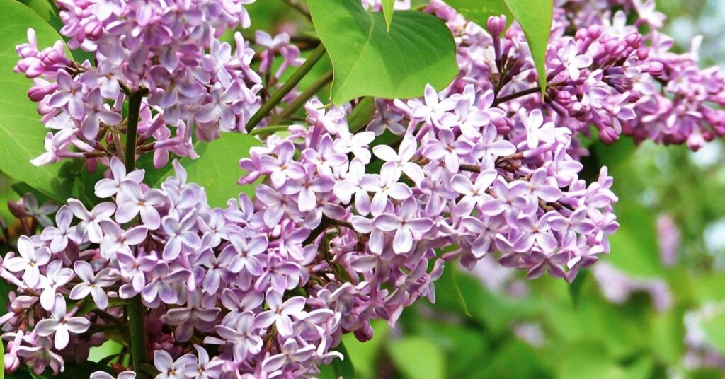 Deadheading Bloomerang Lilac Flowers