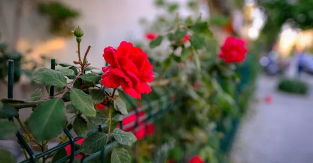 Don Juan Growing Climbing Roses for a Lush