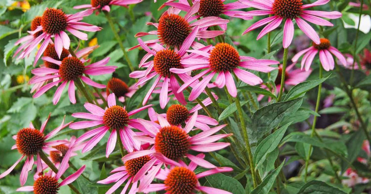 Drought Tolerant Plants