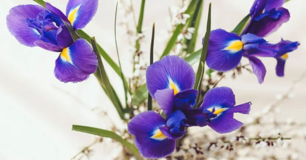 Dutch irises