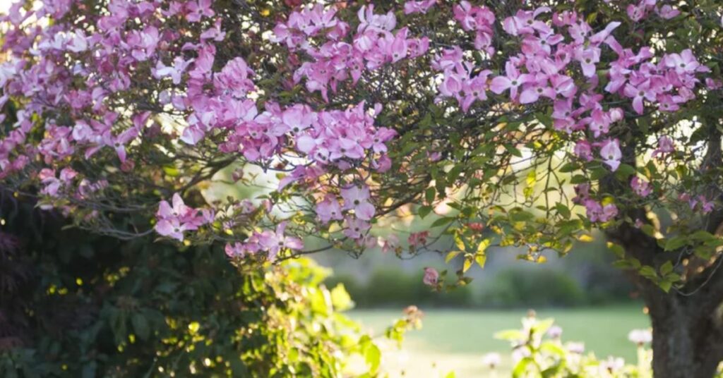 Flowering Dogwood trees and shrubs