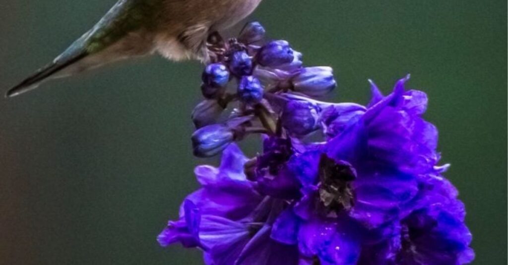 Flowering Tobacco Hummingbird Flowers to Grow