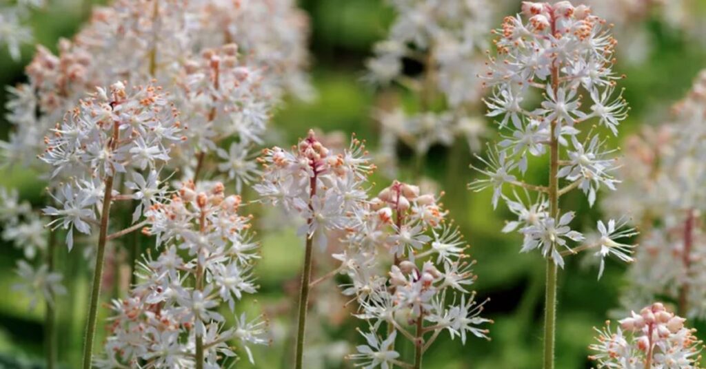 Foamflower perennials