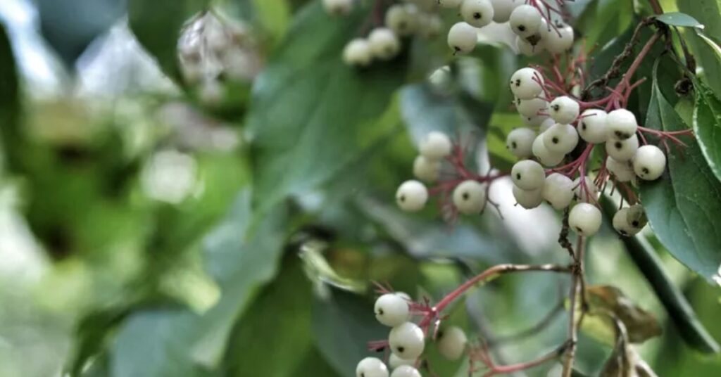 Gray Dogwood  trees and shrubs