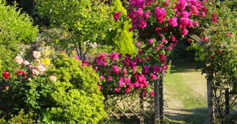 Growing Climbing Roses for a Lush