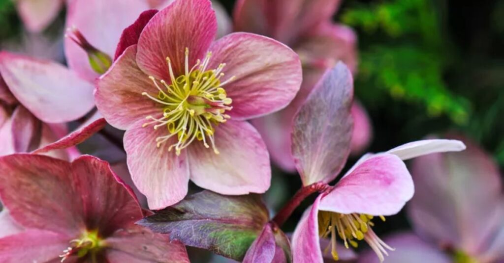 Hellebore Onyx Odyssey Perennials