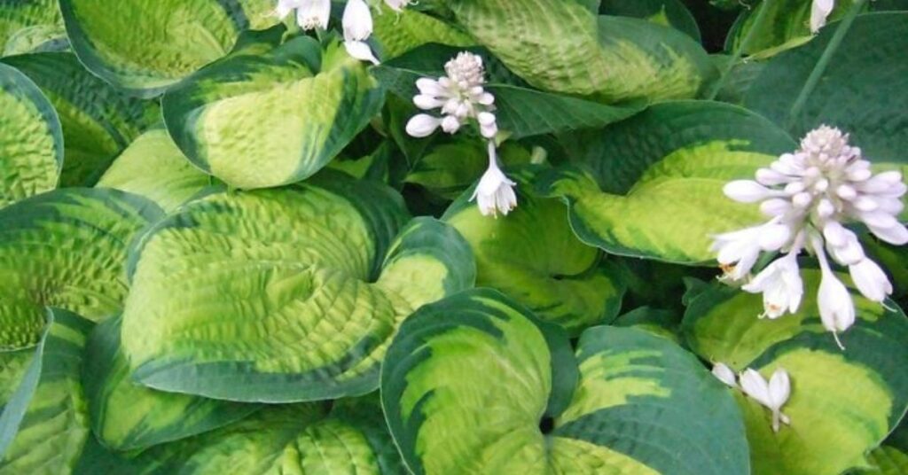 Hosta Hummingbird Flowers to Grow