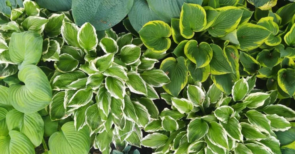 Hosta Perennials to Brighten Up Your Garden