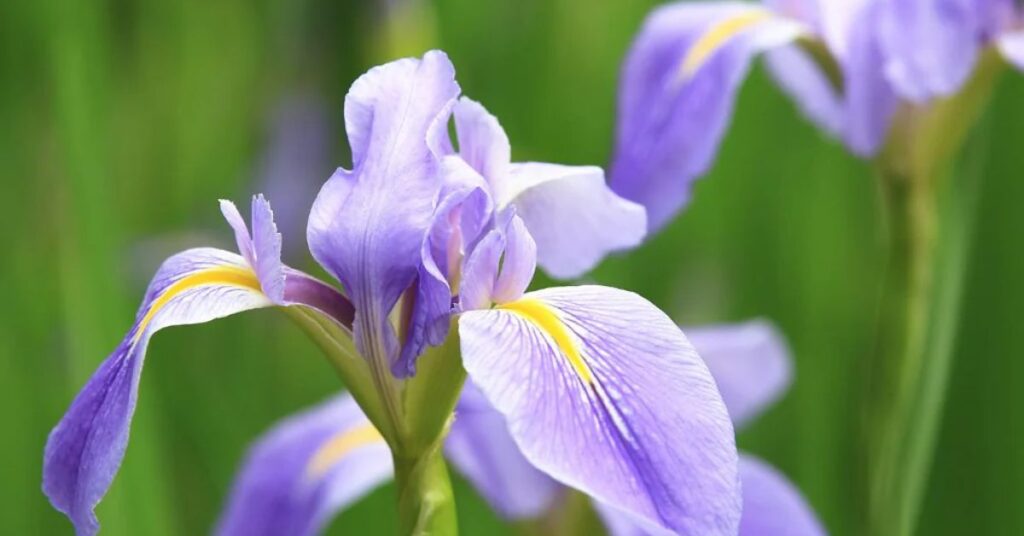 Yellow irises Flower Meaning