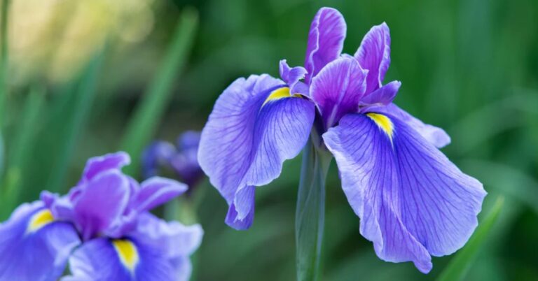 Iris Flower Meanings