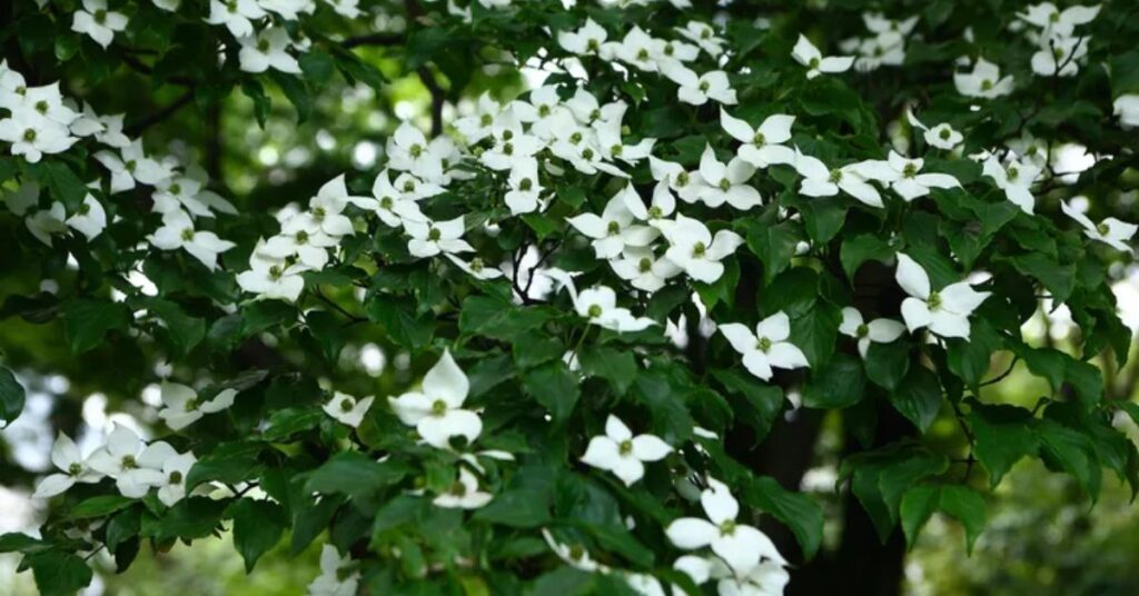 Kousa Dogwood trees and shrubs