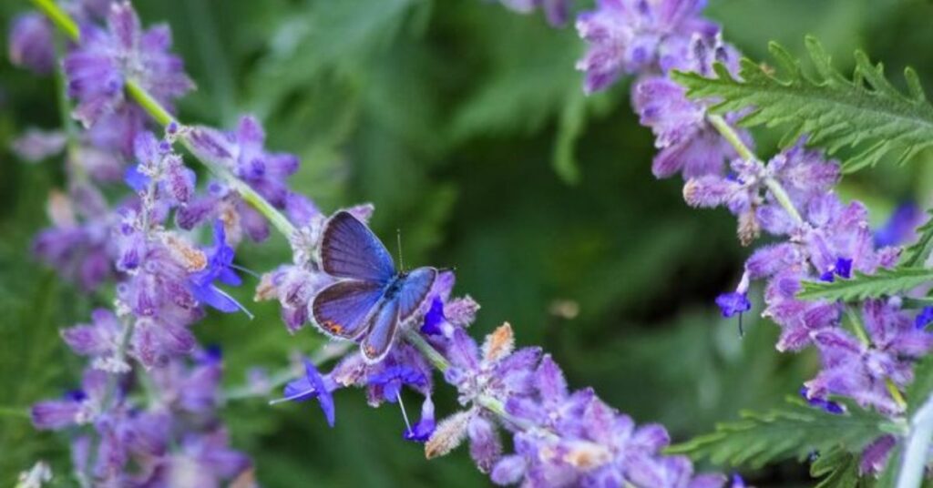 Lavender Drought Tolerant Plants