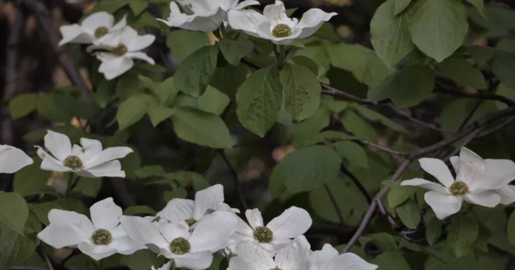 Mountain Dogwood trees and shrubs