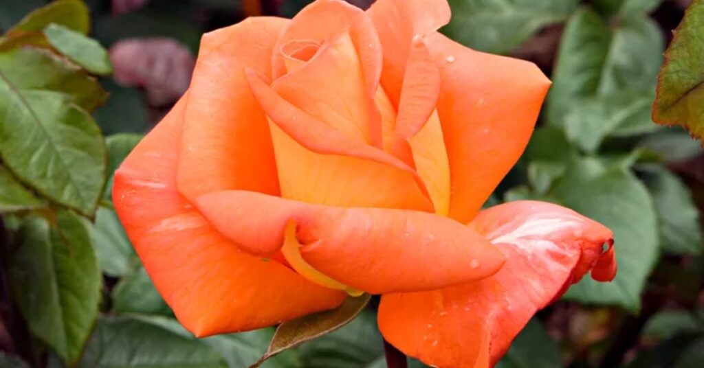 'Octoberfest' Rose