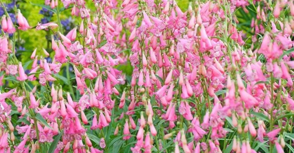 Penstemons Hummingbird Flowers to Grow