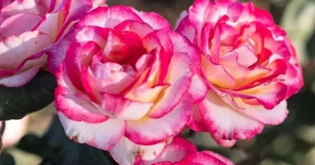 Peppermint Party Climbing Roses for a Lush