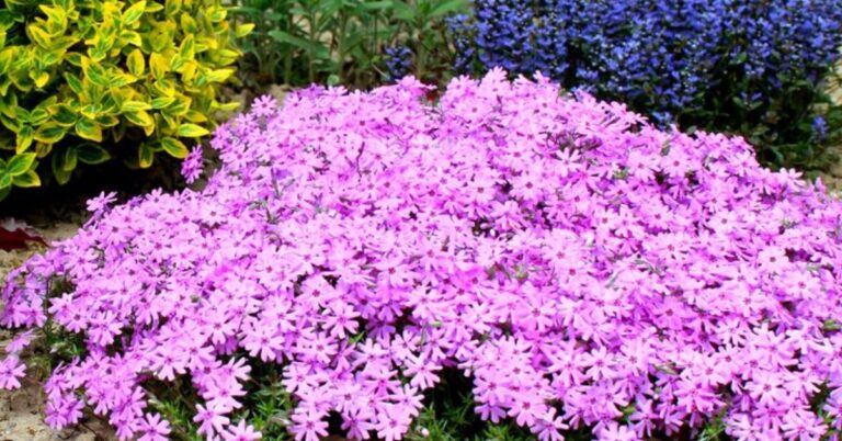 Perennials to Brighten Up Your Garden