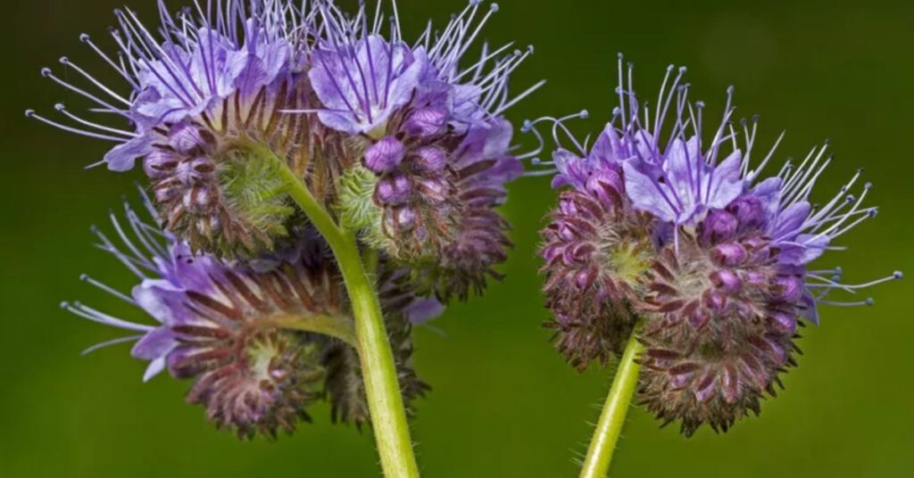 Phacelia Perennials