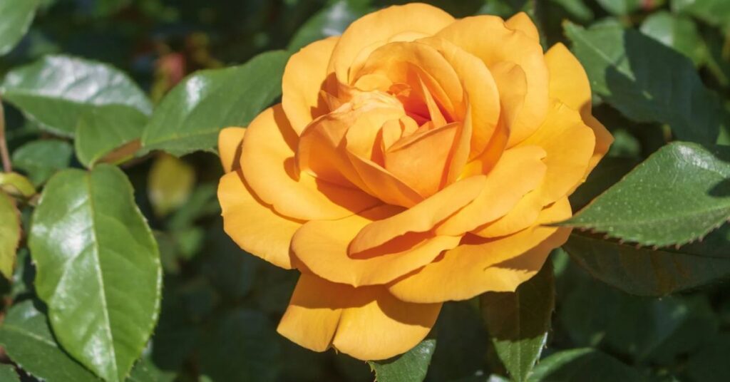 'Radiant Perfume' Rose