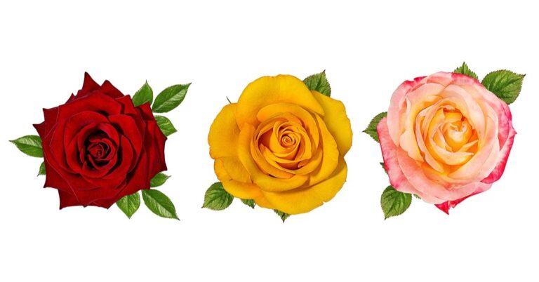 Rose Color Meanings