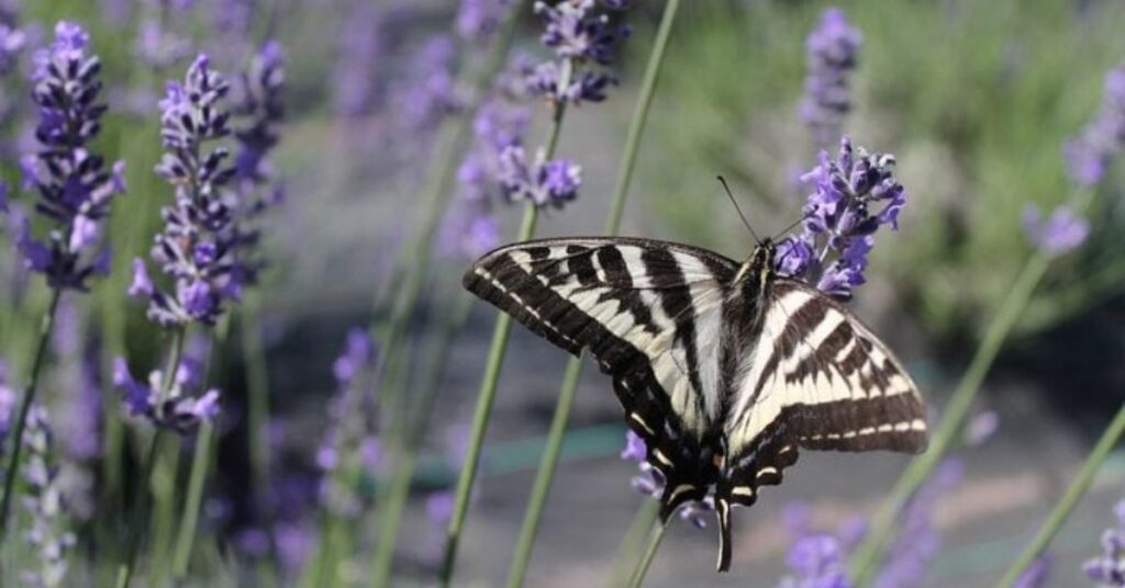 Salvia Drought Tolerant Plants