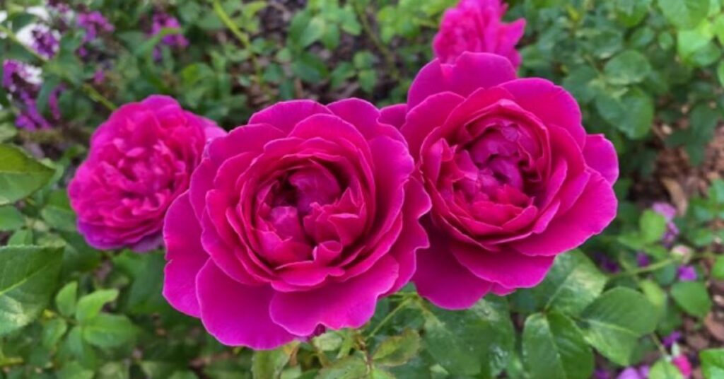 'Scarlet Knight'Roses