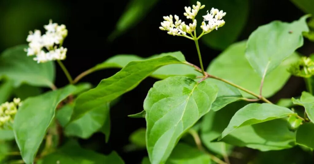 Stiff Dogwood trees and shrubs