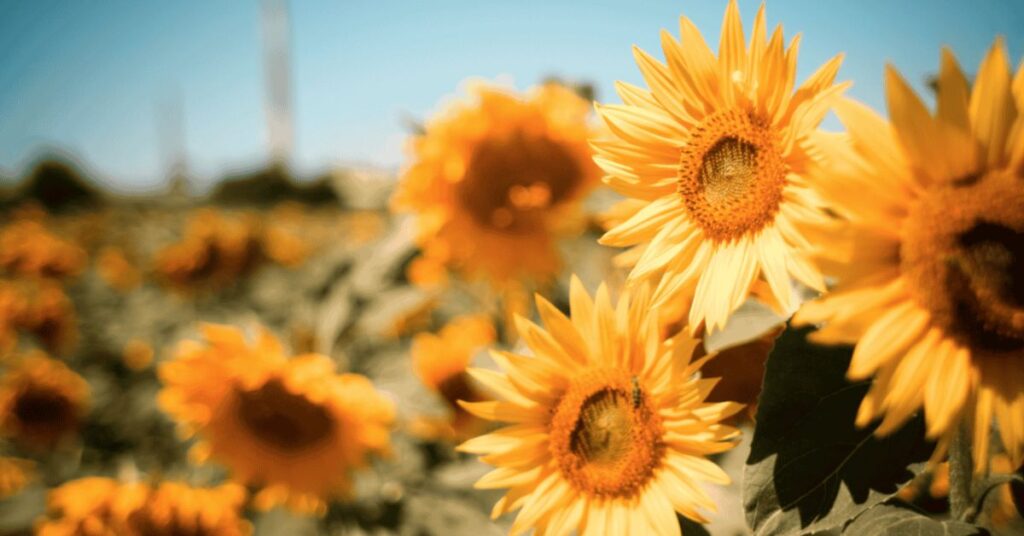 symbolism of sunflowers