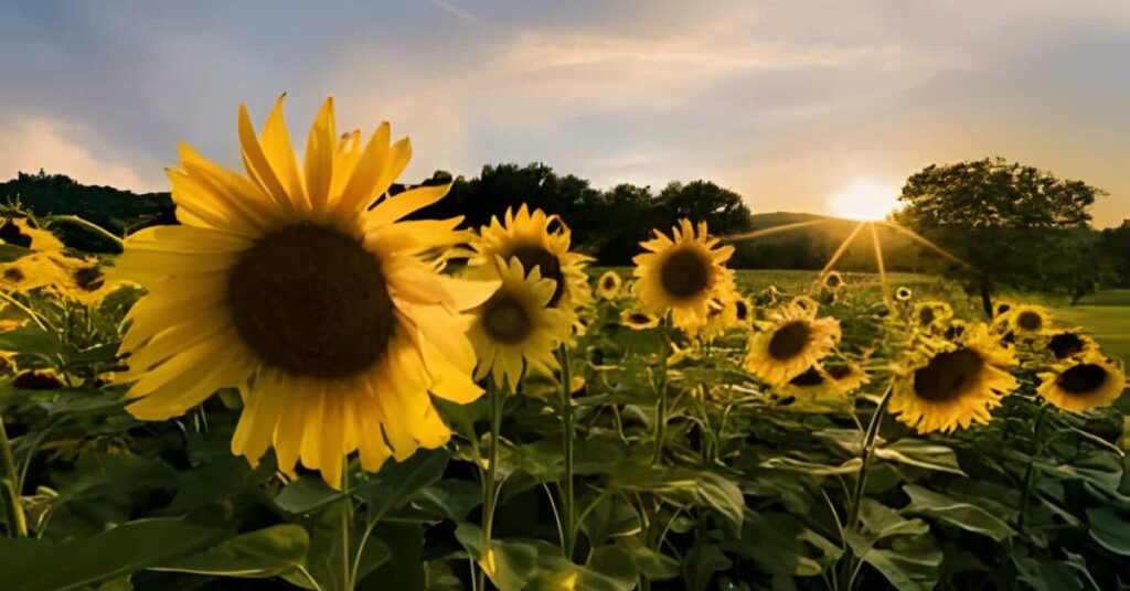 symbolism of sunflowers