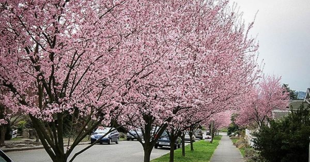 Thundercloud Flowering Plum Trees