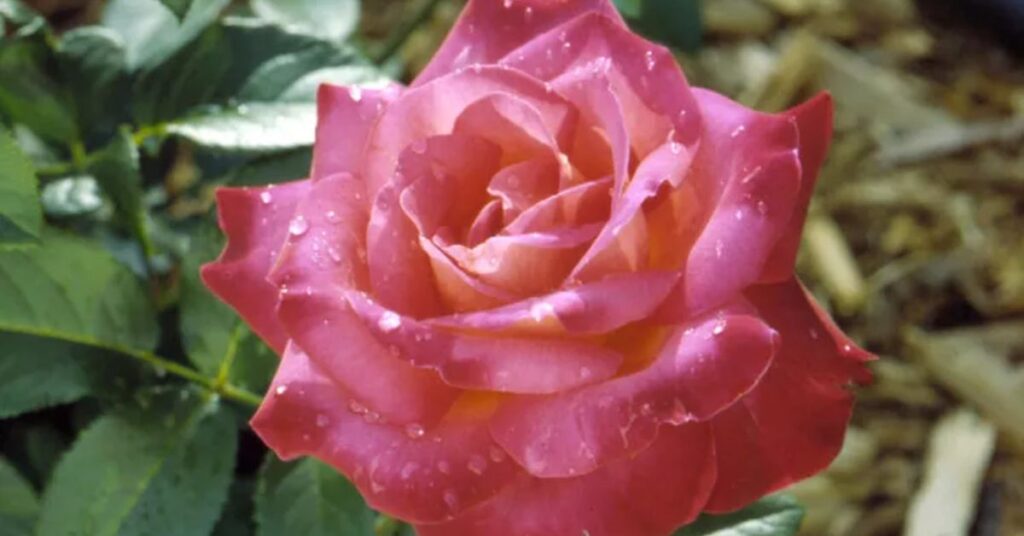 'Tournament of Roses' Rose