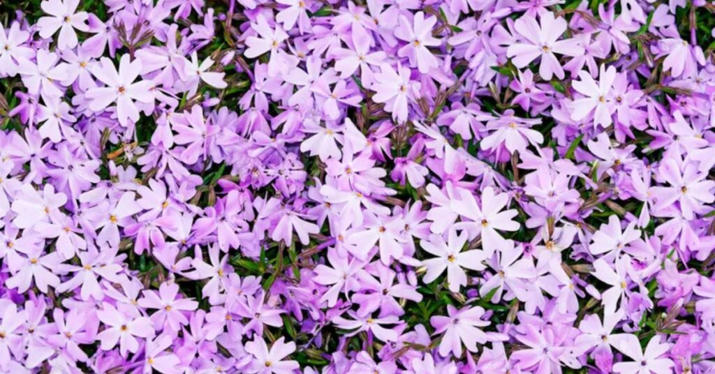 Woodland Phlox