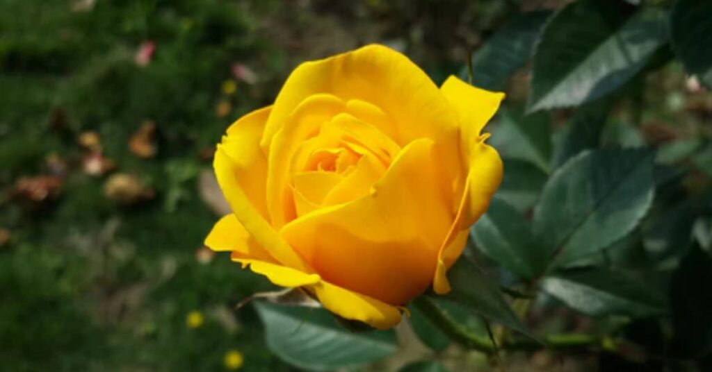 Yellow Rose Color Meanings