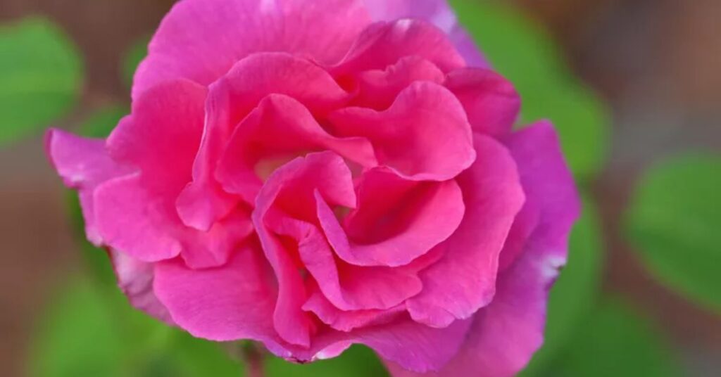 ephirine Drouhin  Climbing Roses for a Lush