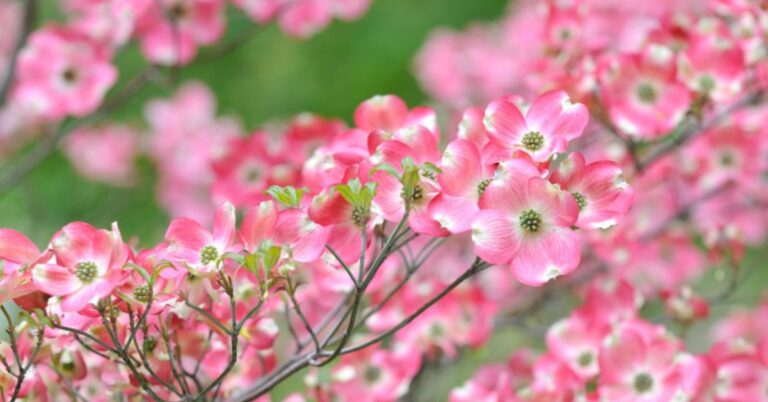 dogwood trees and shrubs