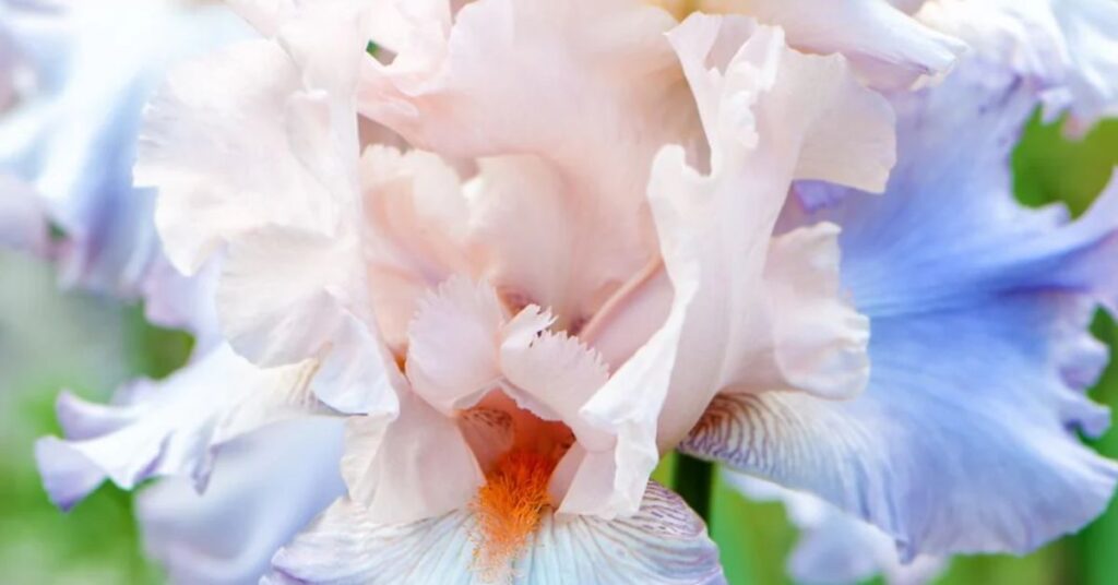 irises be made into perfume