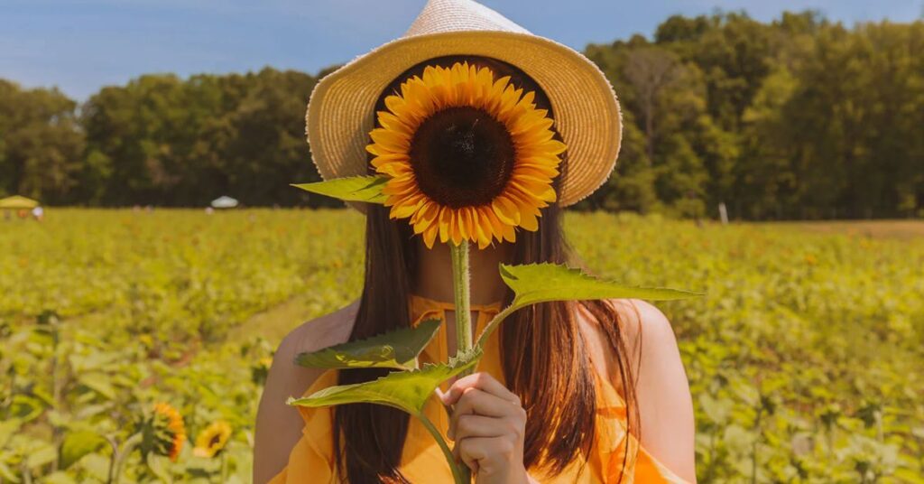 symbolism of sunflowers Festivals