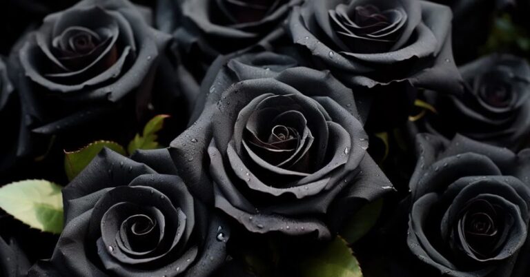 Black Roses Meaning & Symbolism